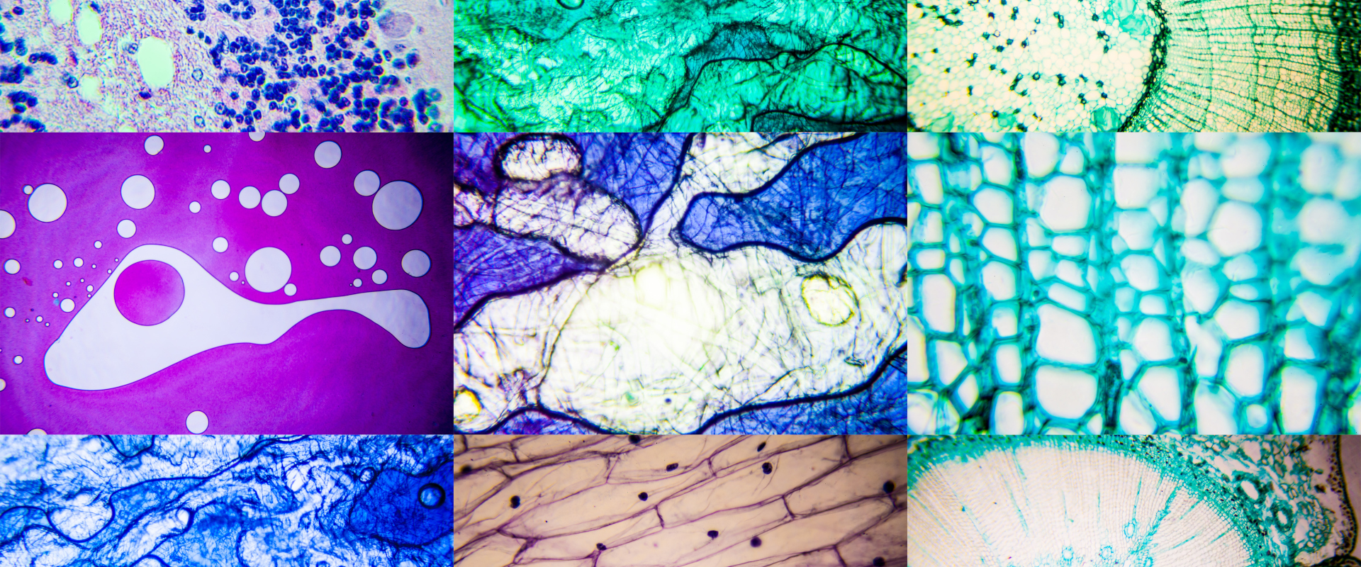 Consulting for optimal experiment setup and image analysis for scientific research.